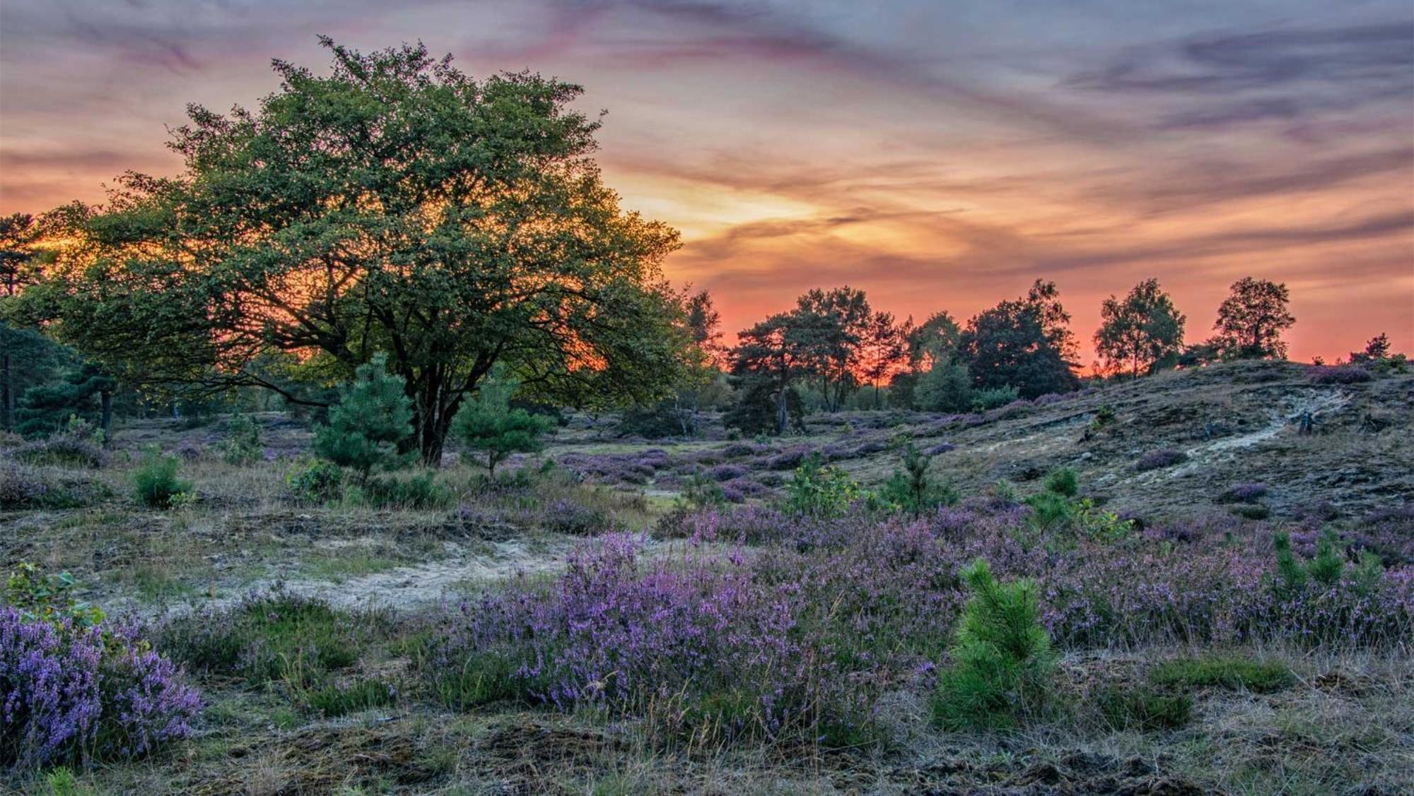 Molecaten Park Landgoed Ginkelduin Leersum Экстерьер фото